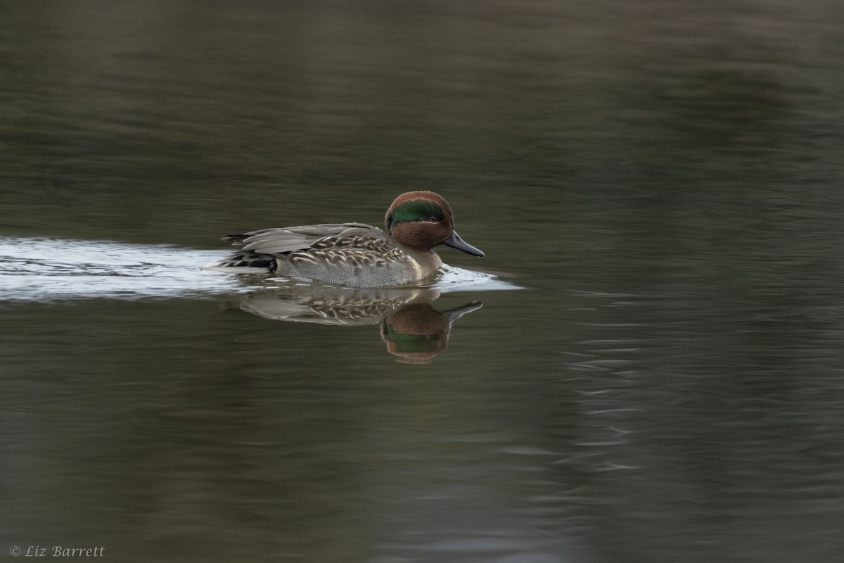 Green-winged Teal - ML292427541