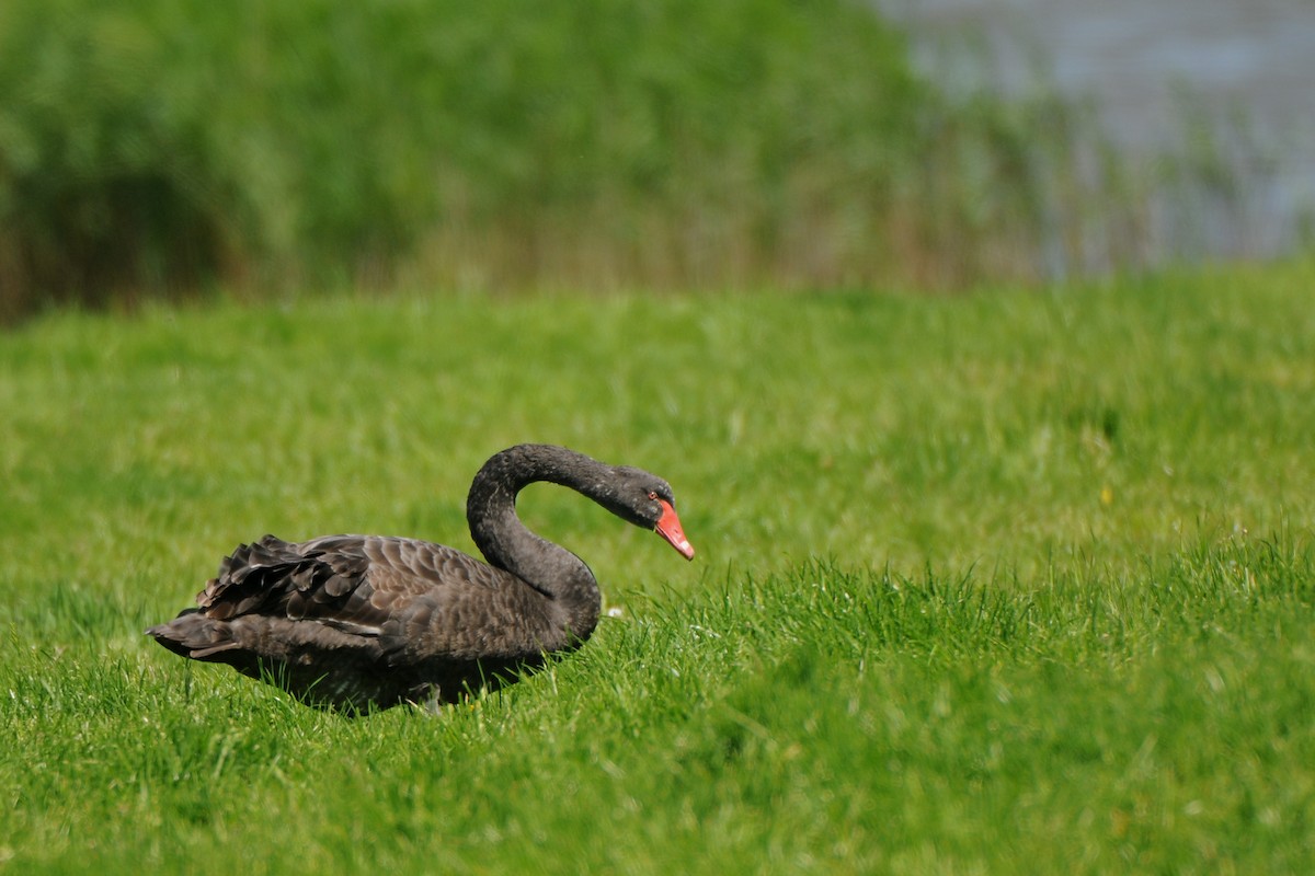 Black Swan - Eric van Poppel