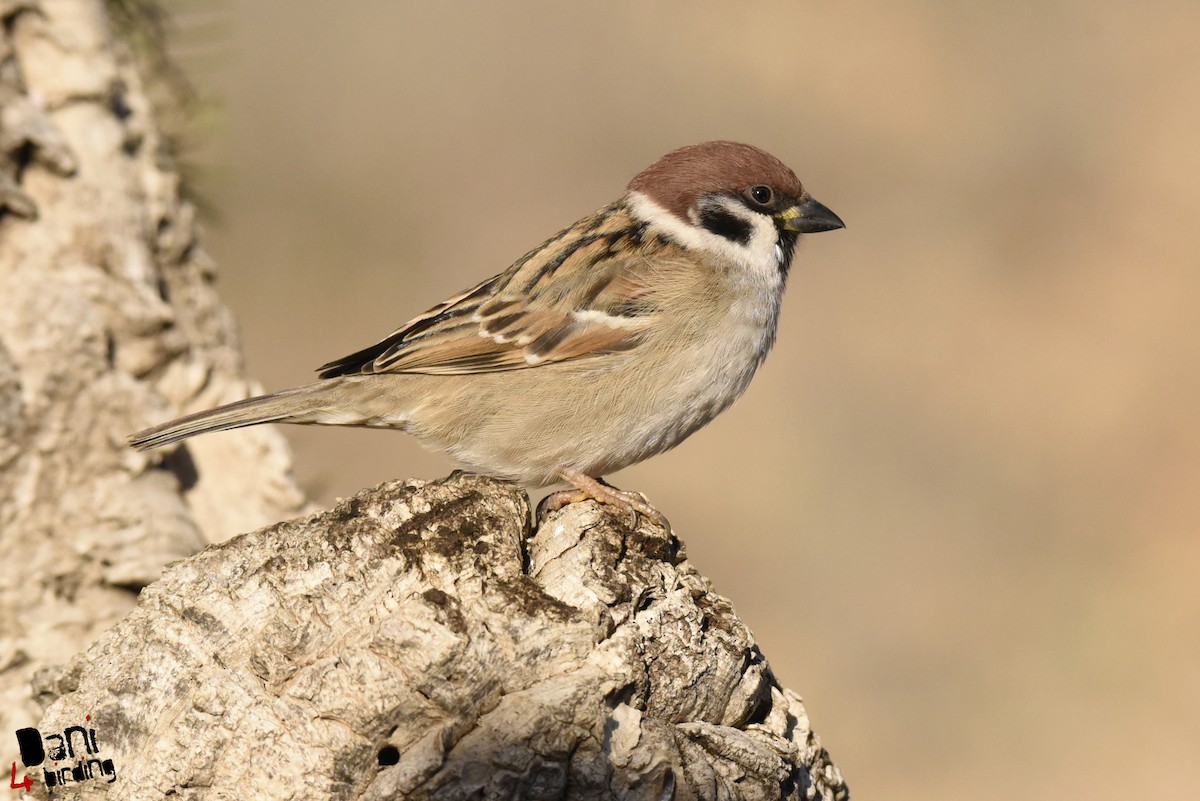 Eurasian Tree Sparrow - ML292431231