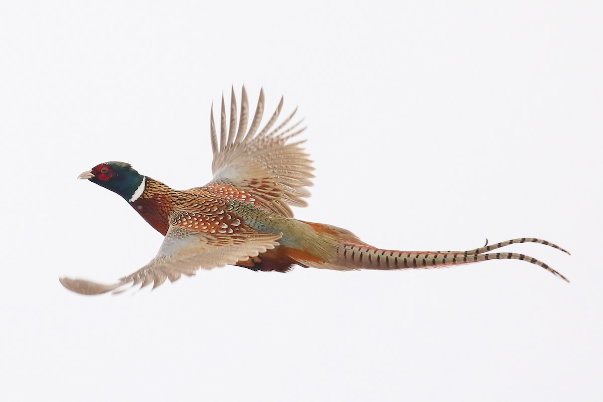 Ring-necked Pheasant - Scott Castelein