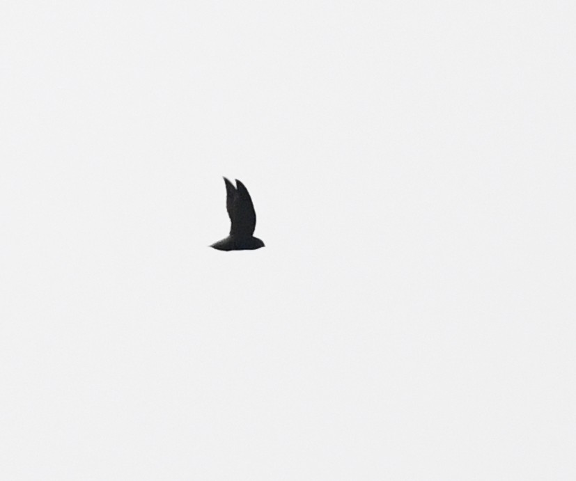 Short-tailed Swift (Tumbes) - Joshua Vandermeulen
