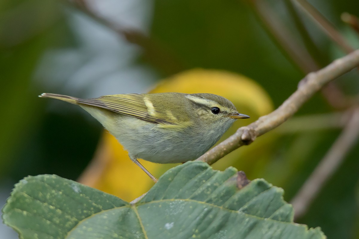 Hume's Warbler - ML292443831