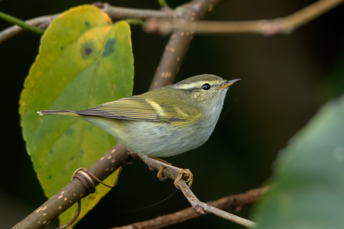 Hume's Warbler - ML292443841