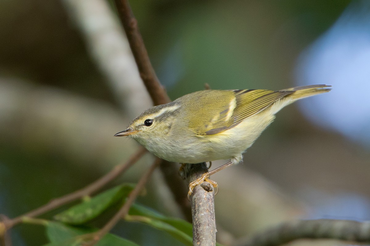 Hume's Warbler - ML292443851