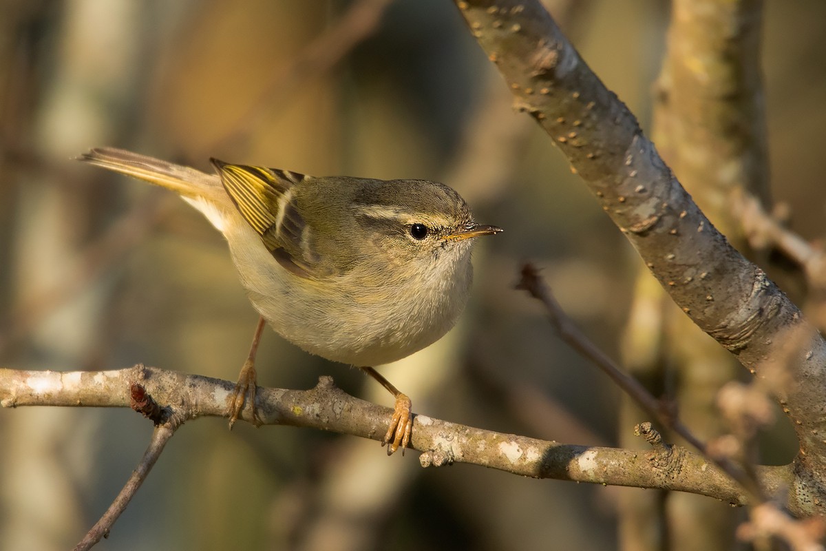 Hume's Warbler - ML292444471