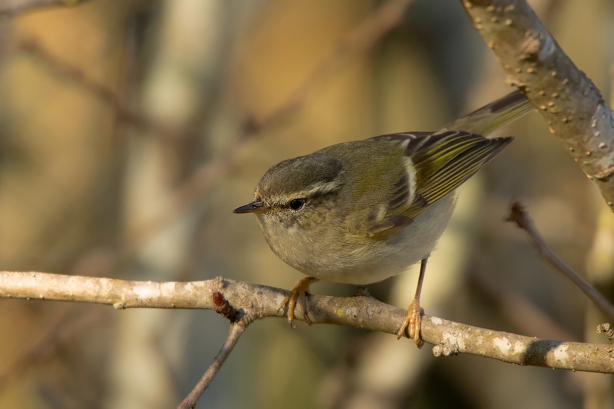 Hume's Warbler - ML292444481