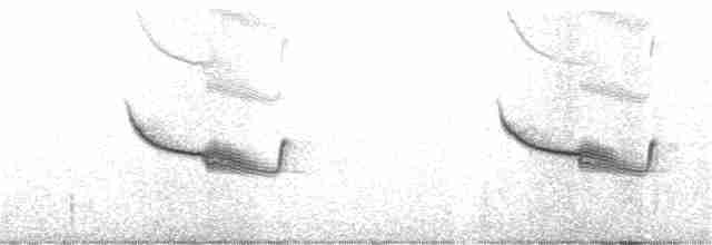 Дрімлюга довгодзьобий (підвид bifasciata/patagonica) - ML292444941