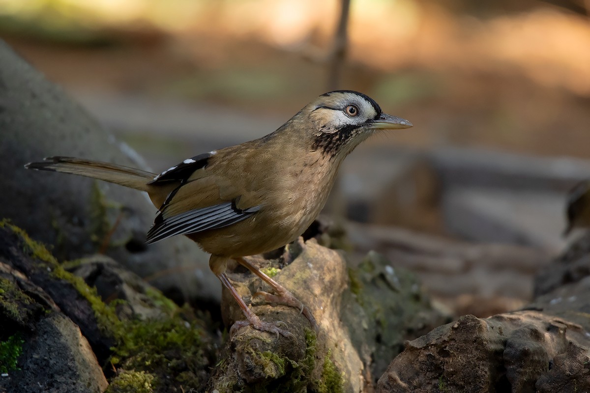 Moustached Laughingthrush - ML292445511