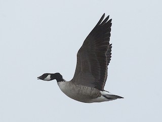 Cackling Goose, ML292449991