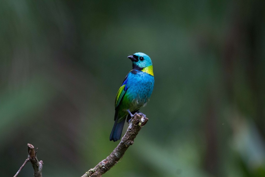 Green-headed Tanager - ML292450991
