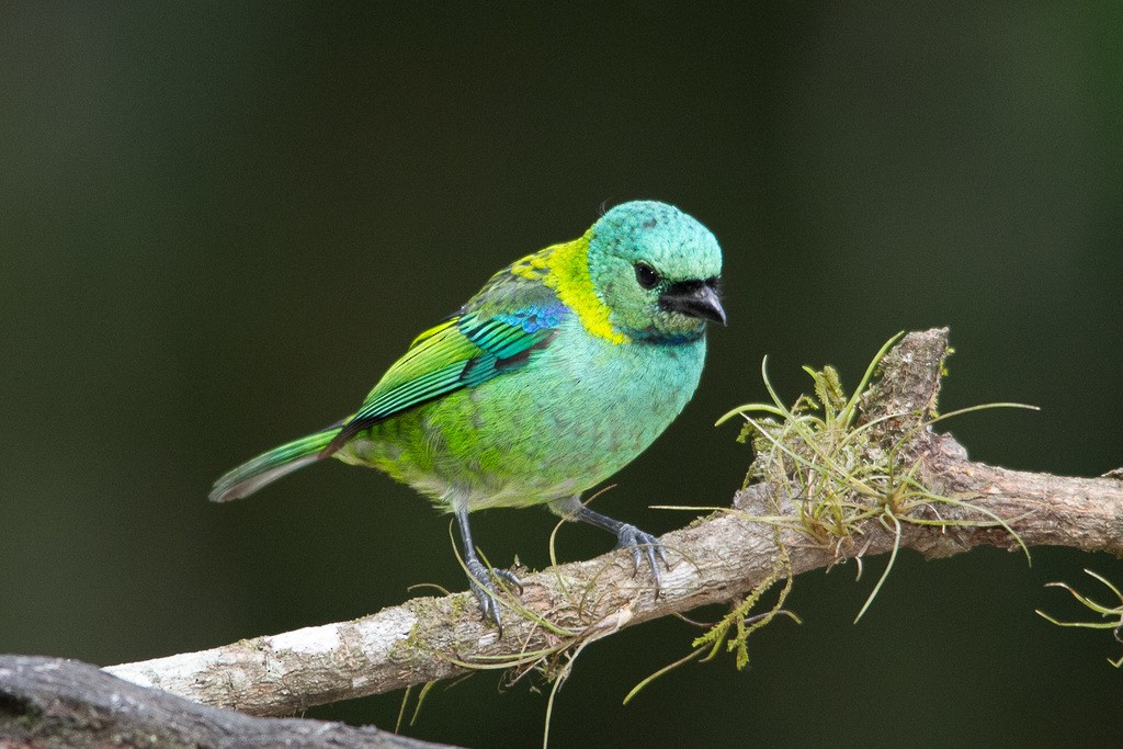 Green-headed Tanager - ML292451001