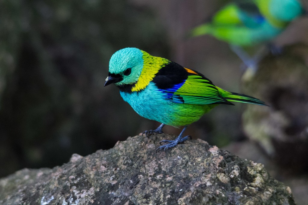 Green-headed Tanager - ML292451011