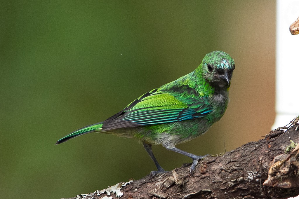 Green-headed Tanager - ML292451031
