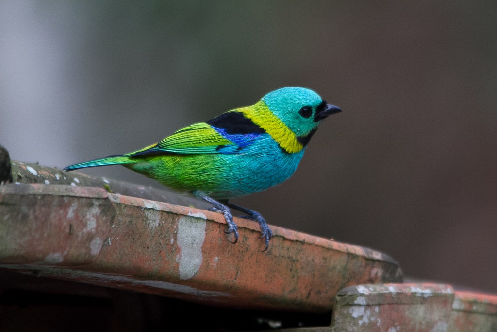 Green-headed Tanager - ML292451041