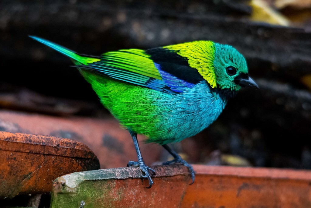 Green-headed Tanager - ML292451081