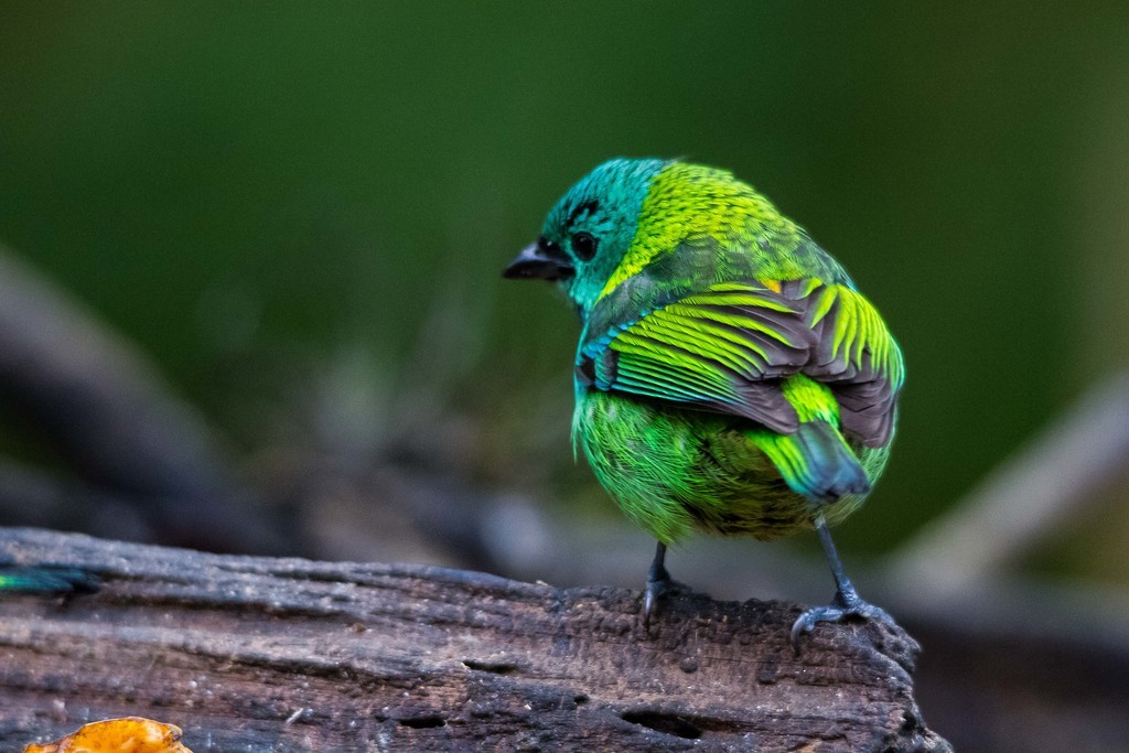 Green-headed Tanager - ML292451111