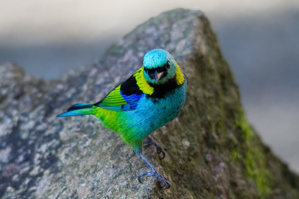 Green-headed Tanager - ML292451121