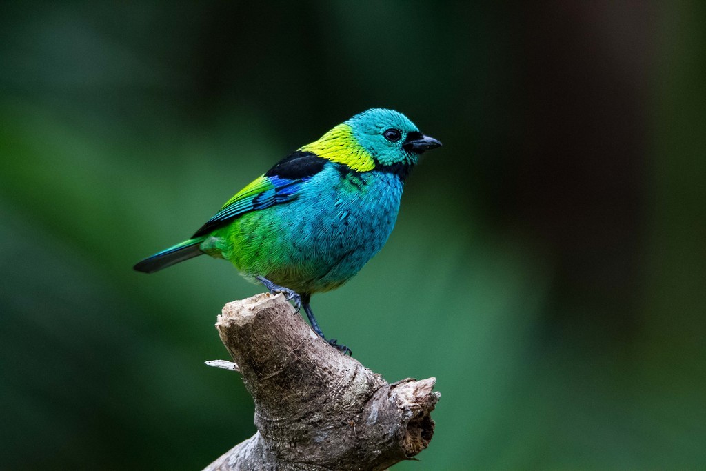 Green-headed Tanager - ML292451131