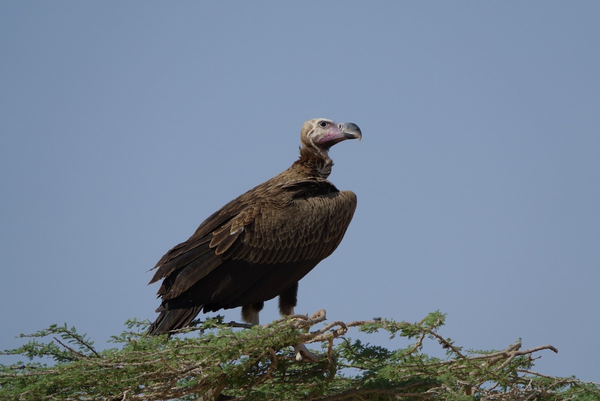 Lappet-faced Vulture - ML292452701