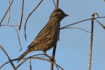 Savannah Sparrow - ML292455151