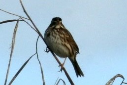Song Sparrow - ML292455181