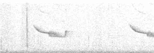 Breitspiegel-Nachtschwalbe (bifasciata/patagonica) - ML292455281