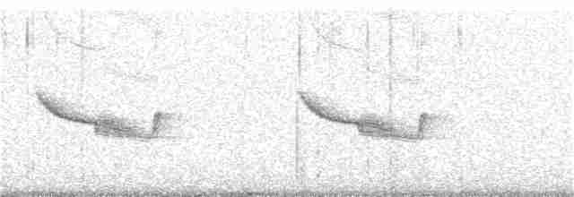 Дрімлюга довгодзьобий (підвид bifasciata/patagonica) - ML292455291