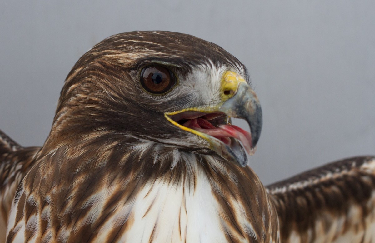 Red-tailed Hawk (abieticola) - Bryce Robinson
