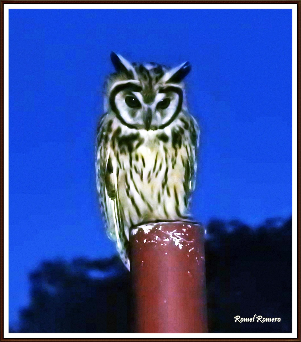 Striped Owl - Romel Romero