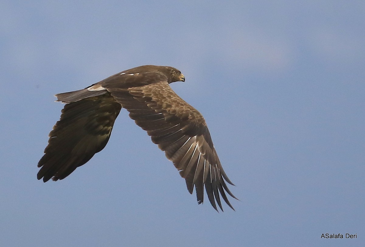 Lesser Spotted Eagle - Fanis Theofanopoulos (ASalafa Deri)