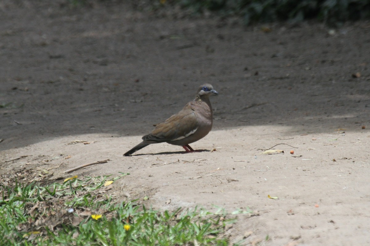 West Peruvian Dove - ML292471831