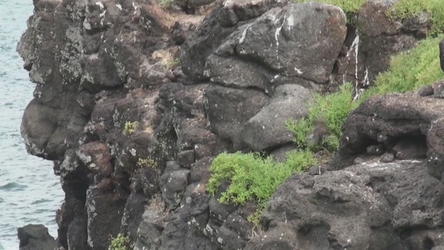 Puffin des Galapagos - ML292476601