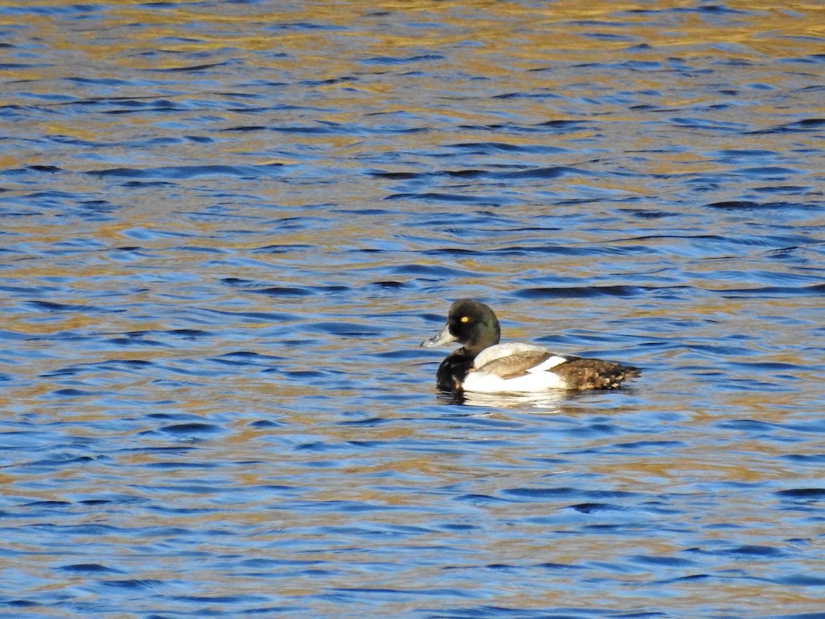Greater Scaup - ML292476961