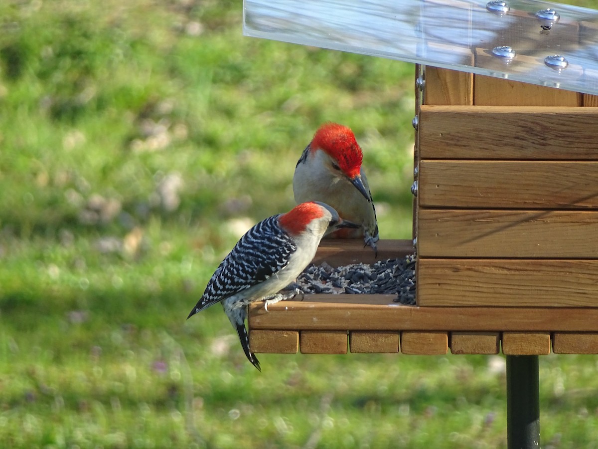 Red-bellied Woodpecker - ML29247751