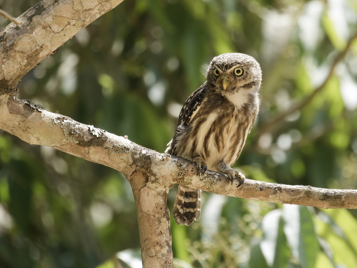 Ferruginous Pygmy-Owl (Ferruginous) - Nick Athanas