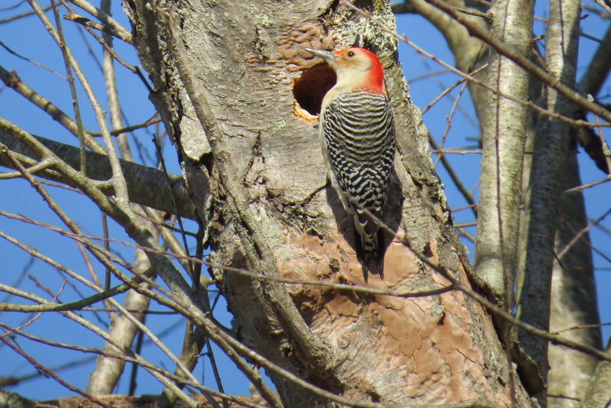 Red-bellied Woodpecker - ML292481651