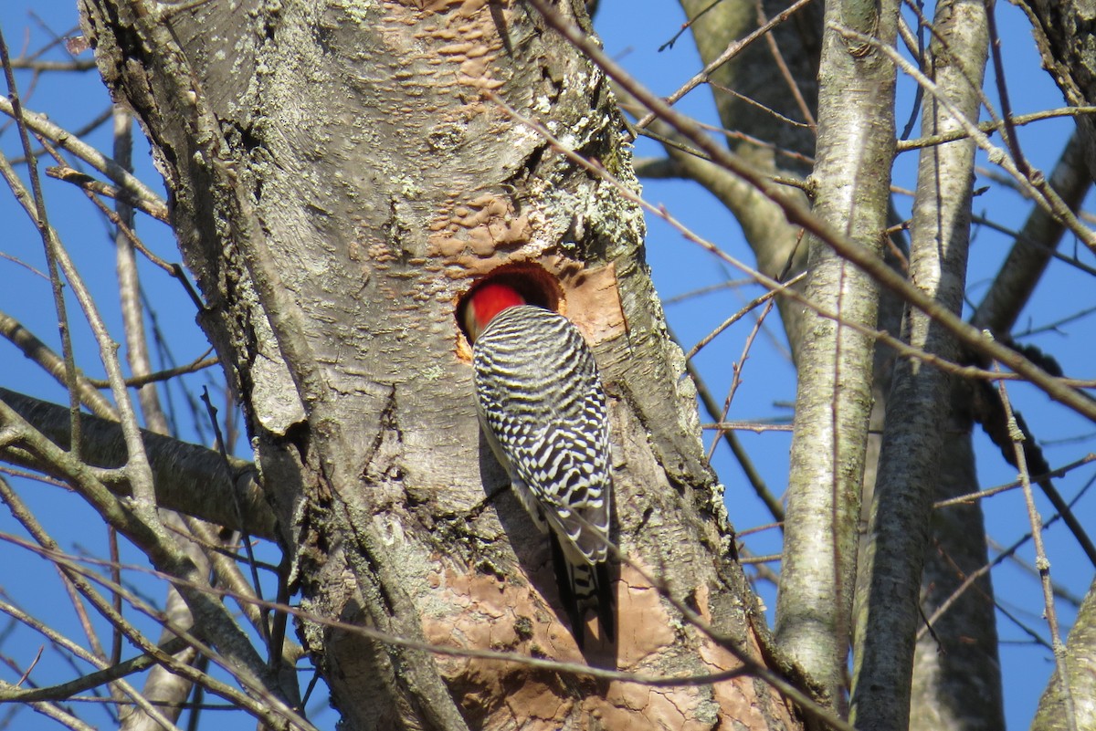 Red-bellied Woodpecker - ML292481661