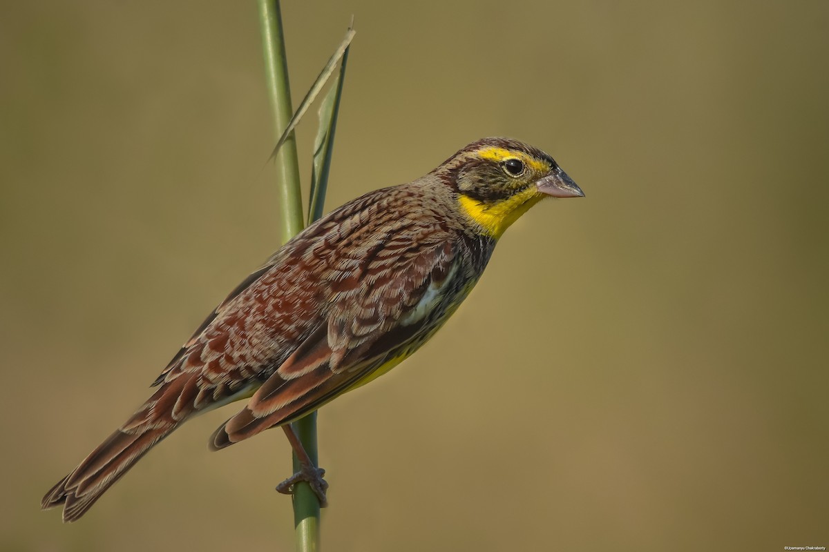 Yellow-breasted Bunting - ML292490551