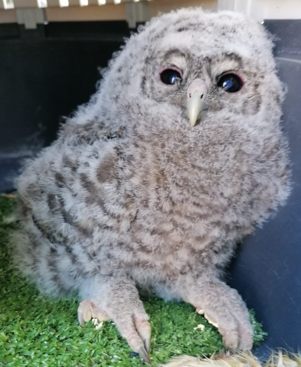 Tawny Owl - ML292494051
