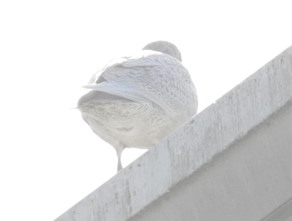 Iceland Gull - ML292494591