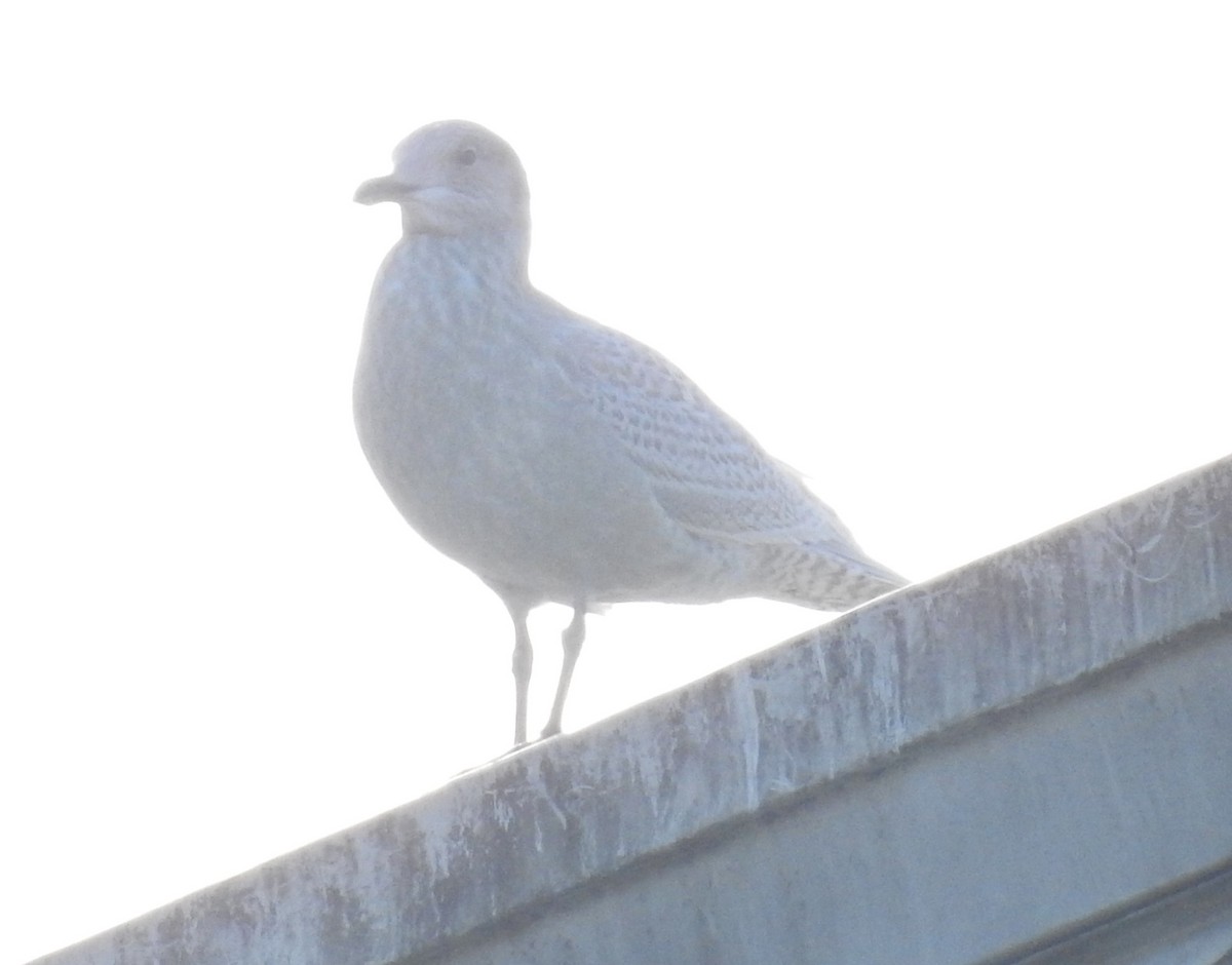 Iceland Gull - ML292494611