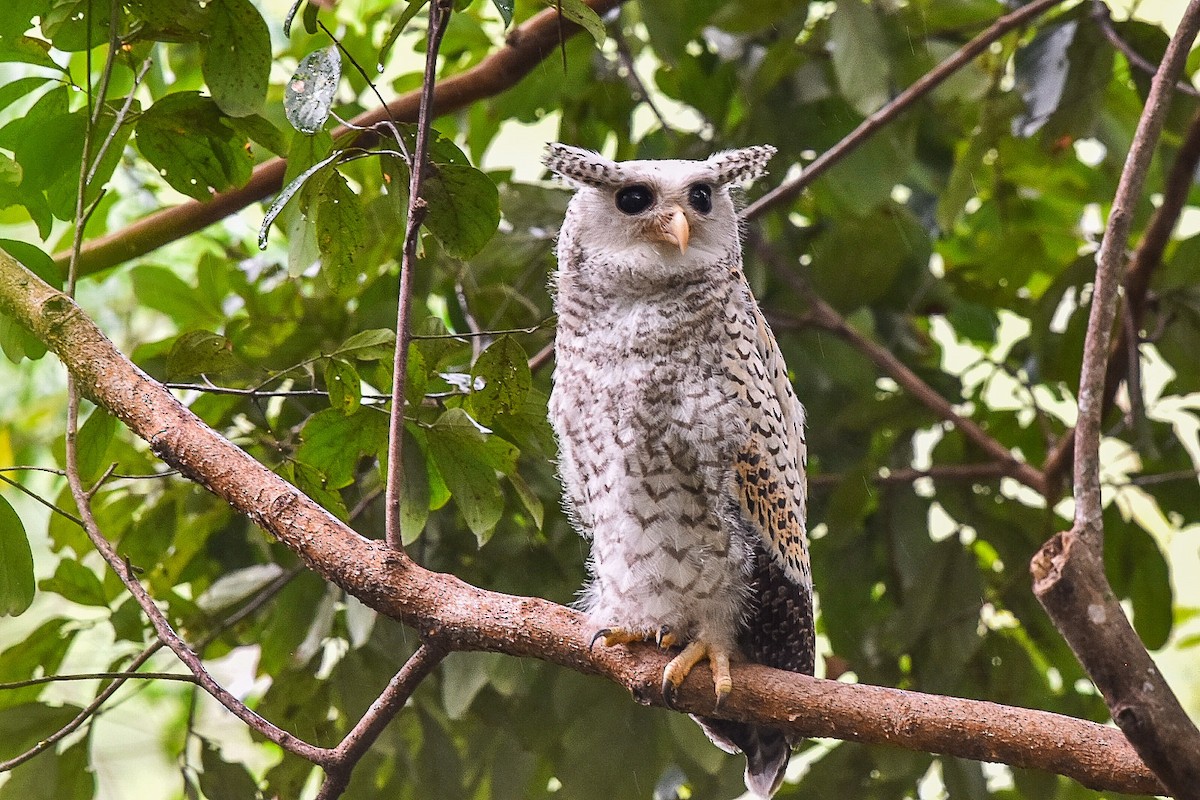 Spot-bellied Eagle-Owl - Piyapong Chotipuntu