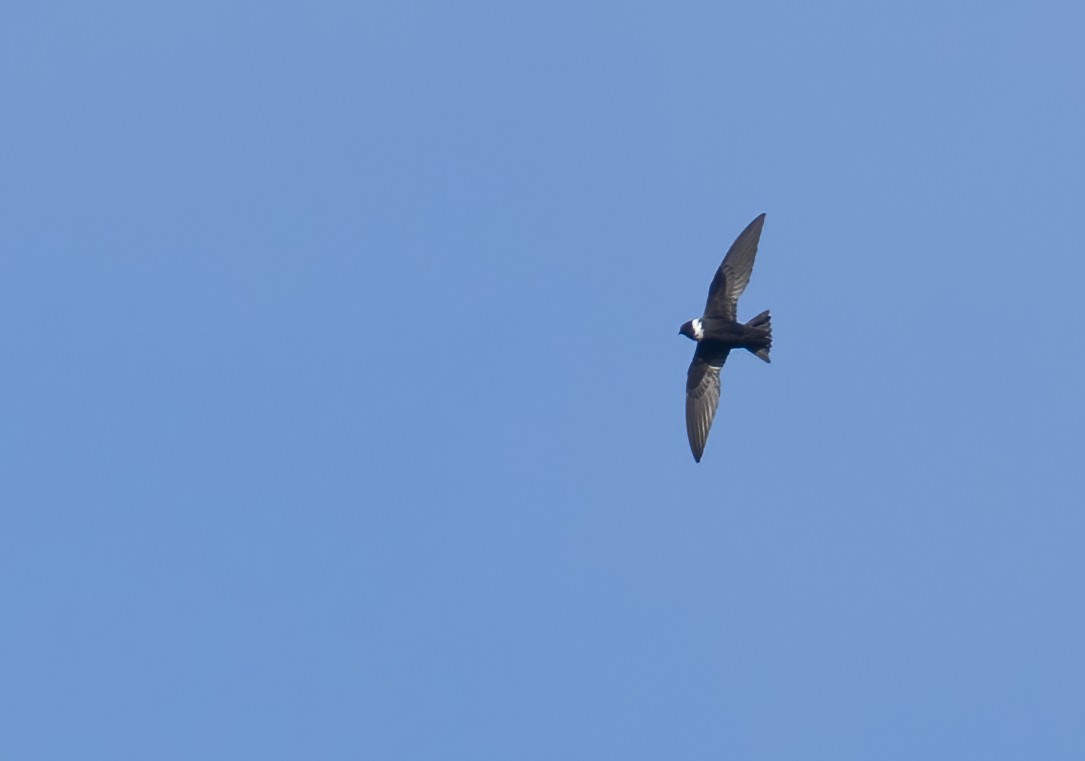 White-collared Swift - Marky Mutchler