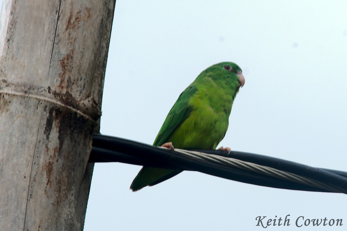 Cobalt-winged Parakeet - Keith Cowton