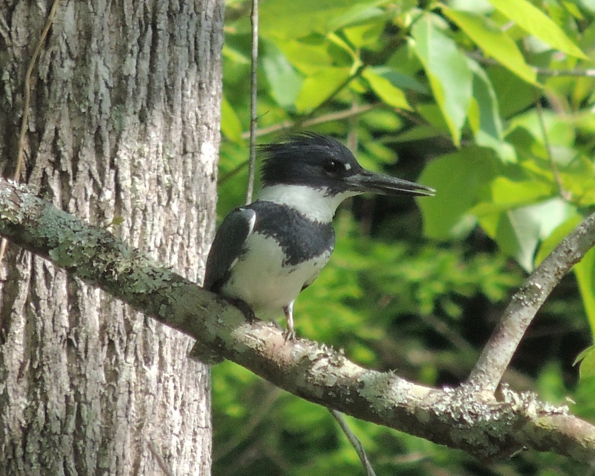 Belted Kingfisher - ML29249751