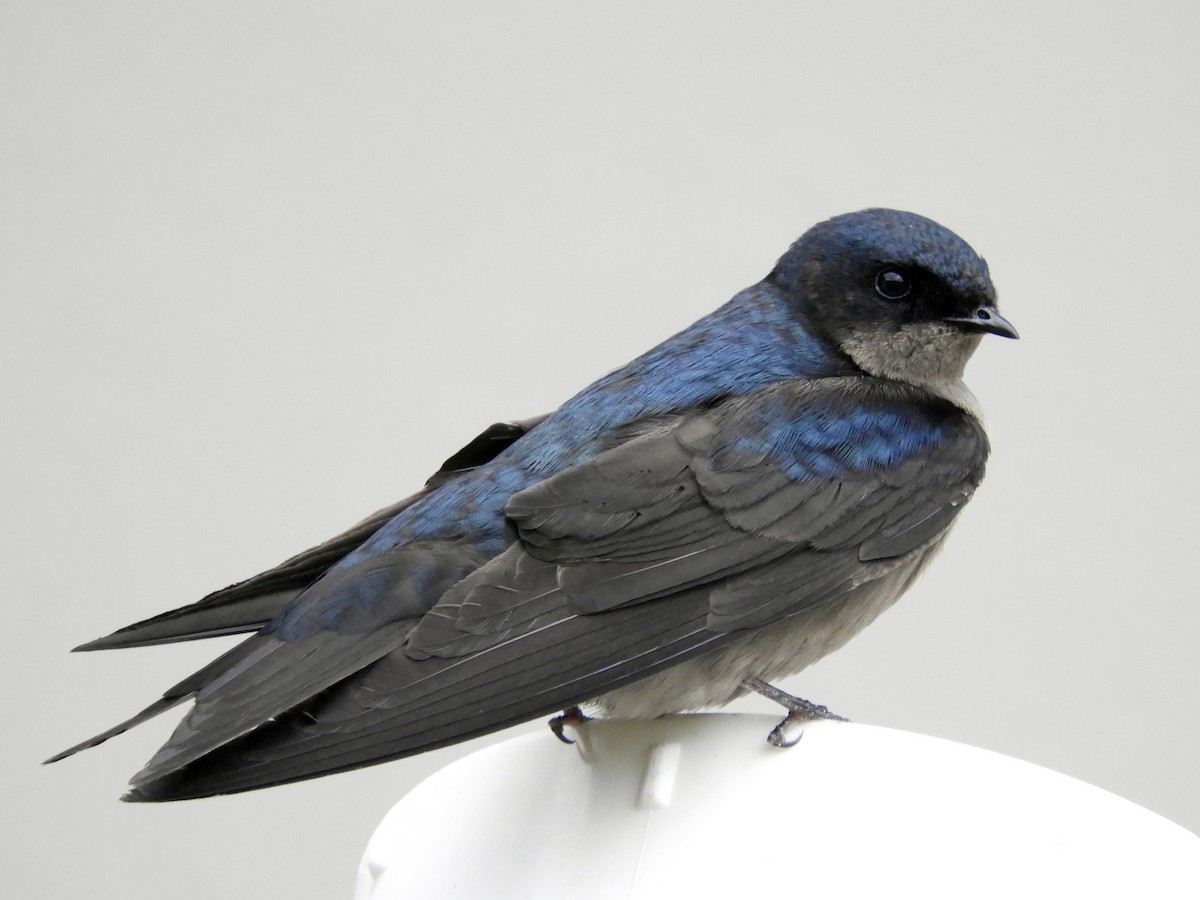 Brown-bellied Swallow - ML292498021