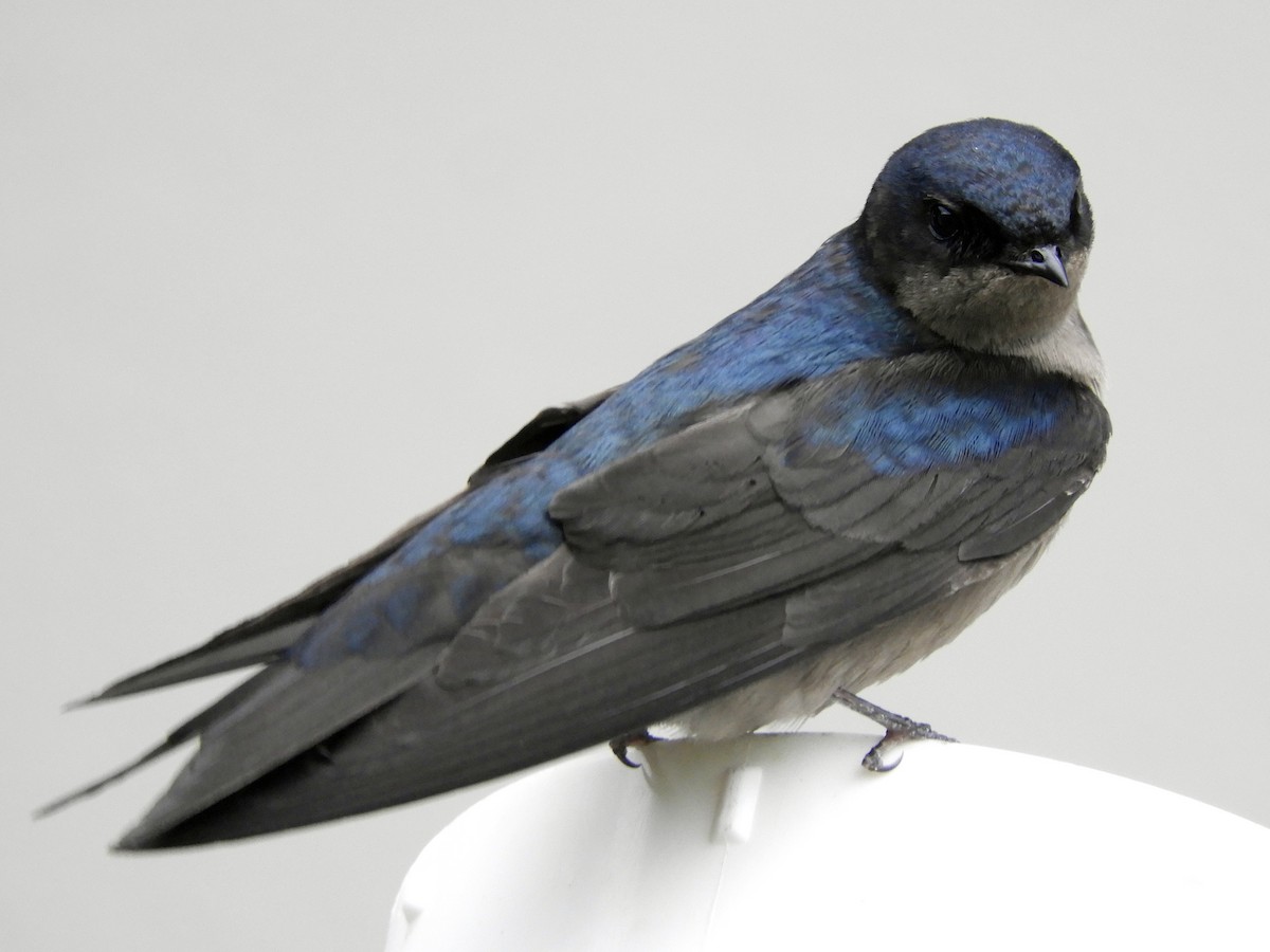 Brown-bellied Swallow - ML292498111