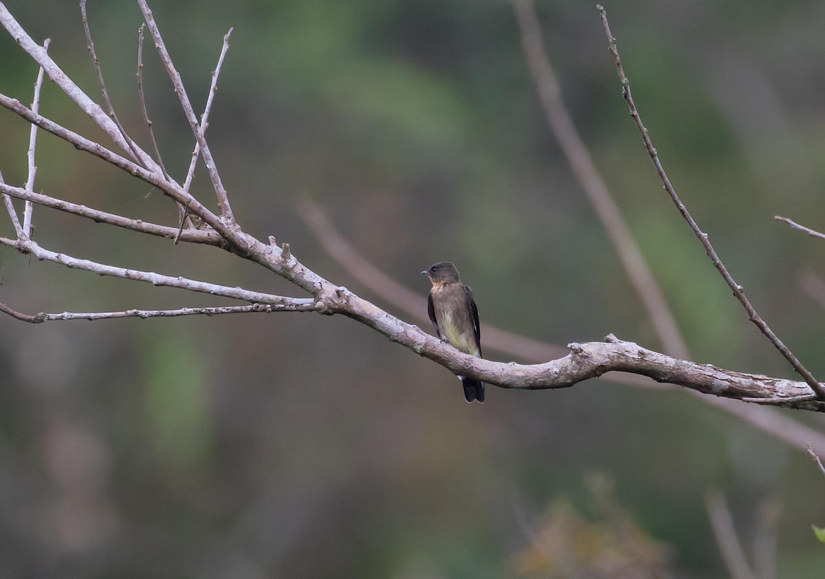 Southern Rough-winged Swallow - ML292499511