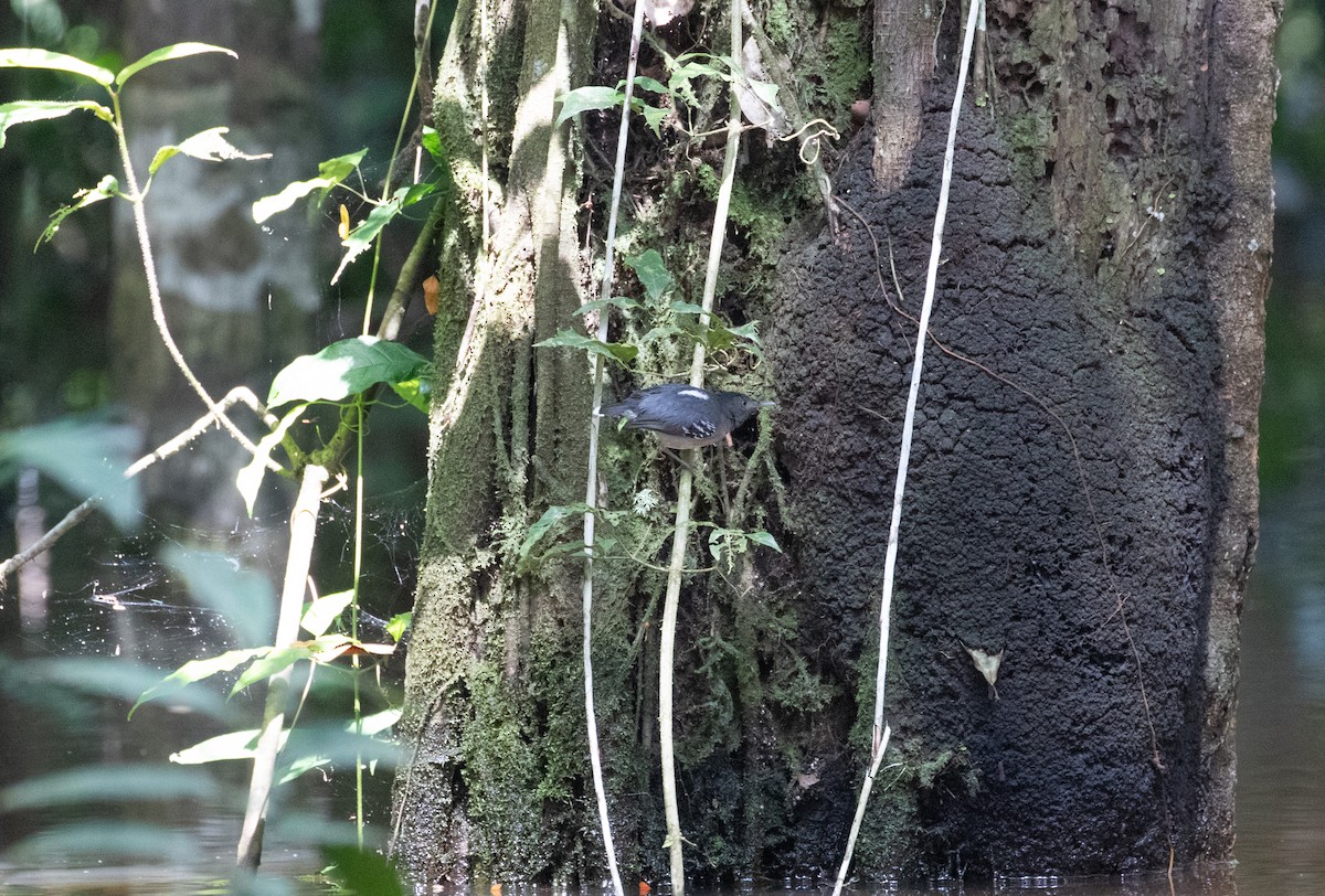 Südamazonien-Ameisenschnäpper - ML292500911