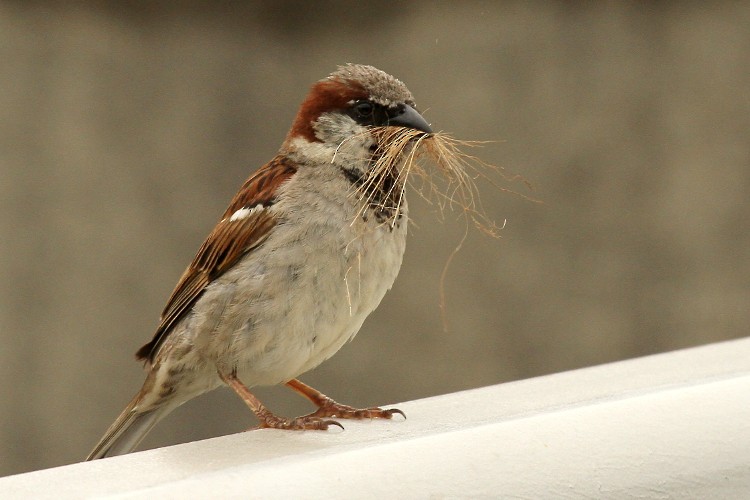 House Sparrow - Hannah Tripp